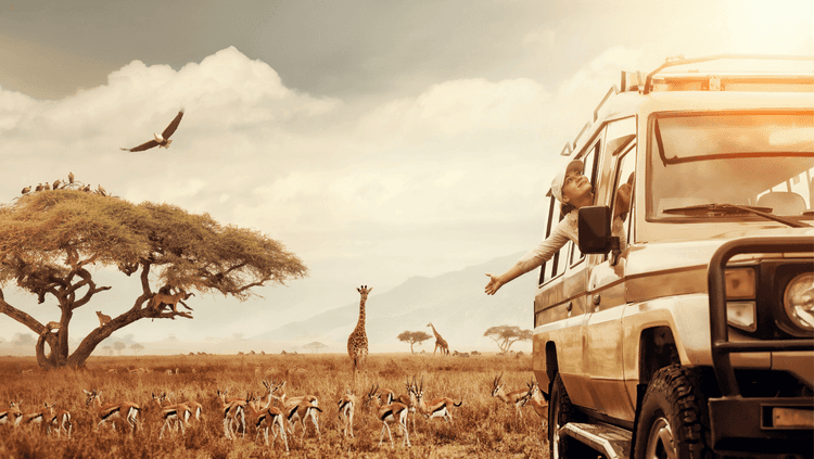 Safari scene in which a car drives through a savannah scene.
