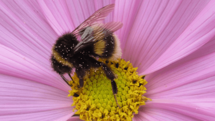 Bumble Bee collecting pollen from a pink flower. 