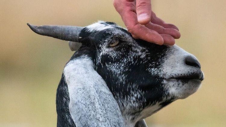 Hand stroking the face of a goat.