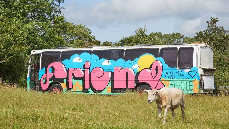 graffiti art on an abandoned bus in a field with a sheep roaming it
