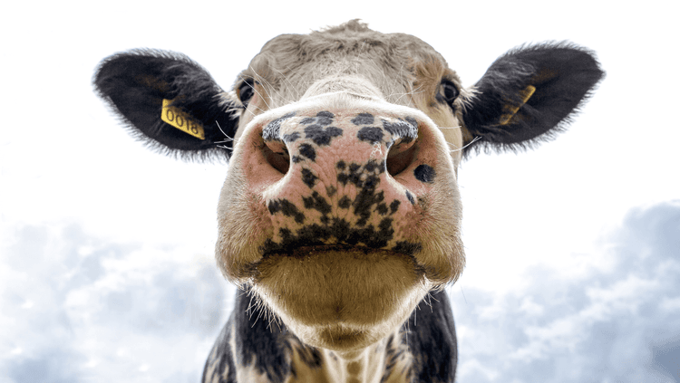 inquisitive face of a cow with the sky as the background