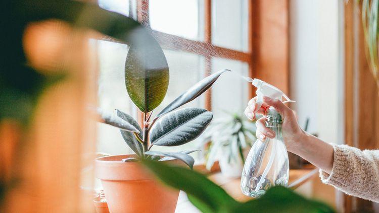  woman watering a houseplant which is on a sunny windowsill 