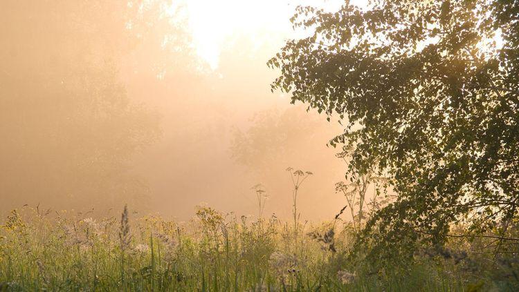 wild foggy, sunny meadow with a variety of plants and trees