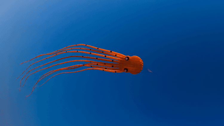 red octopus in the blue sea
