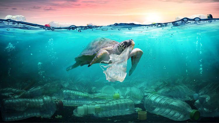 turtle swimming in plastic infested waters with a plastic bag stuck in its mouth