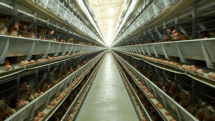 factory farmed chickens and eggs