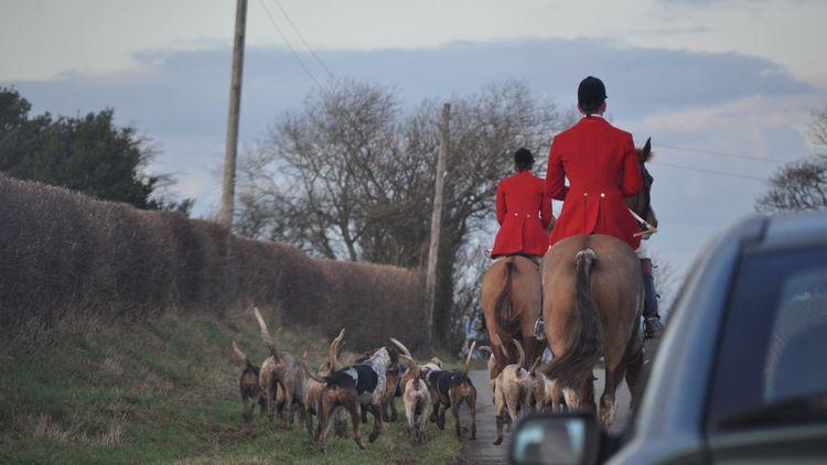  trail fox hunting with dogs, hunters on horseback in red jackets followed by dogs