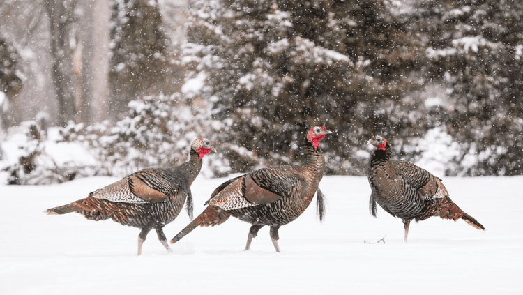 Three turkeys in a field full of snow and trees