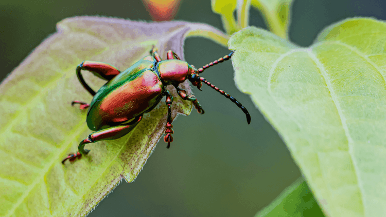 Brightly coloured large beetle on a large green leaf