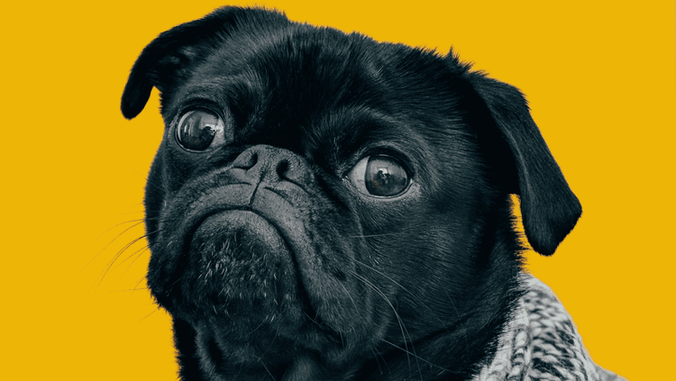 Black pug on a yellow background