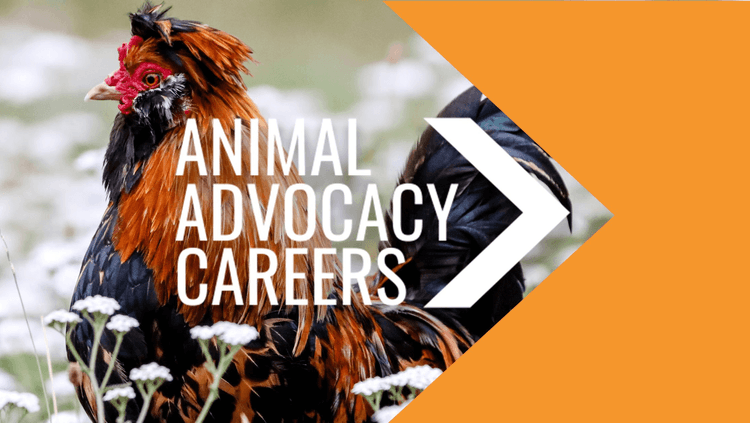 Chicken with ‘Animal Advocacy Careers’ graphic over the top of it