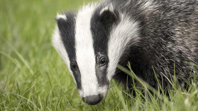 Close-up of a badger in green grass